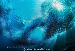 Free diving in Panagsama beac . No strobo . Nikon D800E ,... by Marchione Giacomo 